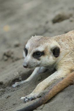 mirketin portresini kapat ya da suricate