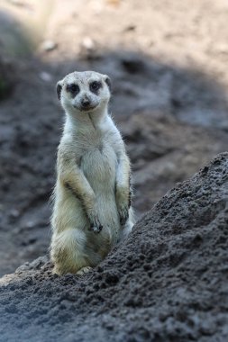 Mirket hayvanat bahçesinde kapalı bir yerde.
