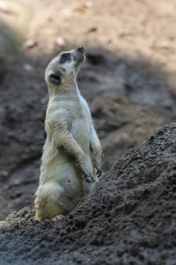 Mirket hayvanat bahçesinde kapalı bir yerde.