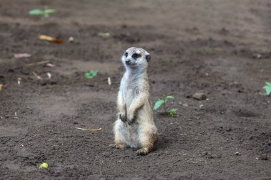 mirket (Suricata suricatta) çevreyi gözlüyor