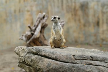 mirket (Suricata suricatta) çevreyi gözlüyor