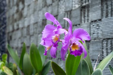 Cattleya gaskelliana is a labiate Cattleya species of orchid. Guarianthe is a colorful purple flowers. Costa Rican national flower. Guaria morada clipart