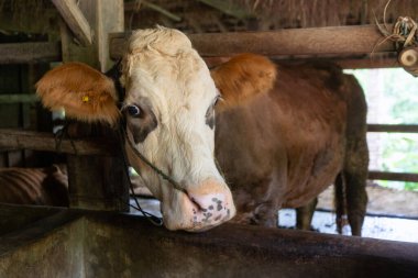 Ahırdaki limuzin sığırları