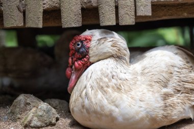 white muscovy duck. Cairina moschata clipart