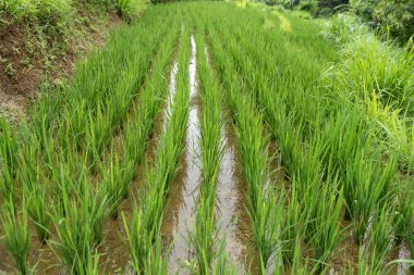 Bereketli yeşil pirinç tarlaları, canlı ürünlerin sergilendiği sıralar ve huzurlu kırsal alan.