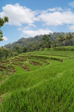 Güzel pirinç tarlası manzarası. Endonezya 'da yeşil pirinç terası