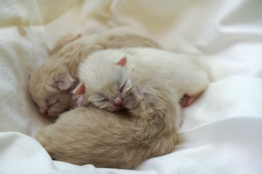Yeni doğmuş kedi yavruları beyaz bir kumaş yüzeyde kucaklaşırken uyuyorlar. Minik, kürk kaplı bedenler rahatlatıcı ve yürek ısıtan bir kompozisyon oluşturuyor, masumiyeti, sıcaklığı ve özeni simgeliyor.