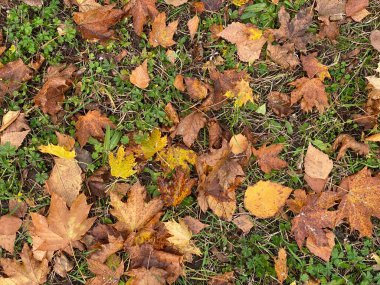 Kuru sonbahar yaprakları arka plan, yeşil çimen ve kuru yapraklar, mükemmel eko konsepti arka plan, sonbahar, ekoloji, doğal
