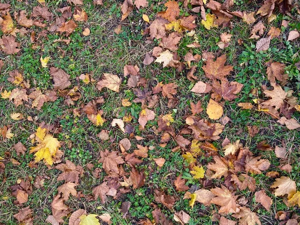 Dry autumn leaves background, green grass and dry leaves, perfect eco concept background, fall, ecology, natural