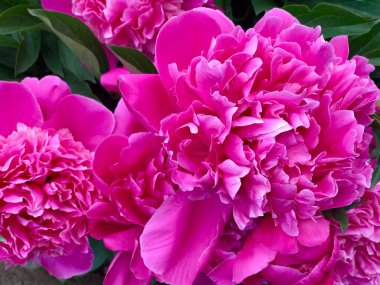 Bahçede çiçek açan muhteşem pembe şakayıklar. Kartpostal İnanılmaz çiçek konsepti. Çiçekli şakayıklar. Yaz çiçekli kompozisyon. Doğal eko kavramı.