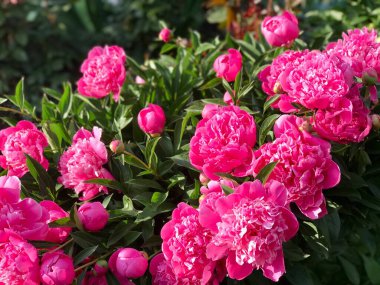 Bahçede çiçek açan muhteşem pembe şakayıklar. Kartpostal İnanılmaz çiçek konsepti. Çiçekli şakayıklar. Yaz çiçekli kompozisyon. Doğal eko kavramı.