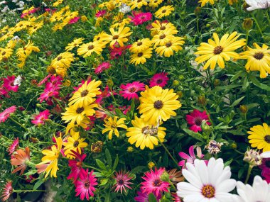 Daisy chamomile flowers in the garden close up, zero waste, sustainable life