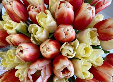 Renkli lale buketleri, bahçede güzel laleler. Duvar kağıdı, bahar kartpostalı, doğal, ekolojik konsept, doğanın güzelliği.