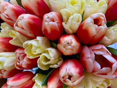 Renkli lale buketleri, bahçede güzel laleler. Duvar kağıdı, bahar kartpostalı, doğal, ekolojik konsept, doğanın güzelliği.