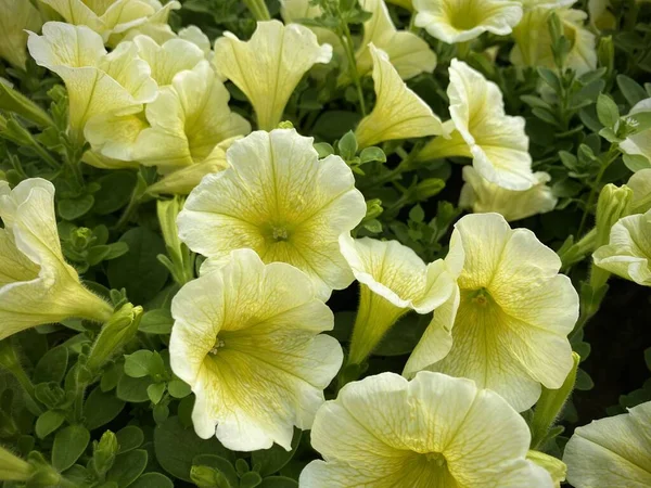 Natural flower background, floral texture. Blooming light yellow Petunia flowers close up in the garden. Background of many Petunia flowers.