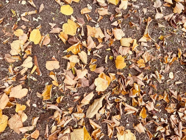 autumn leaves on the ground, dry leaves, eco concept, perfect dry background