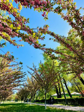 Güzel rengarenk bir yaz baharı. Doğal manzara. Park 'ta bir göl.