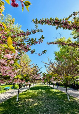 Güzel rengarenk bir yaz baharı. Doğal manzara. Park 'ta bir göl.