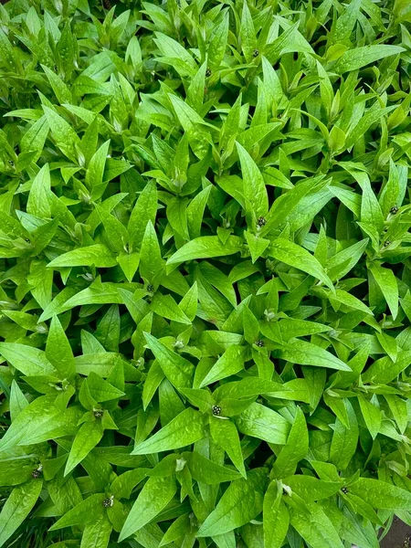 Groene Bladeren Textuur Achtergrond Behang Hoge Kwaliteit Foto — Stockfoto