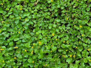 Mutfak nanesi, taze nane yaprağı yakın plan.. 