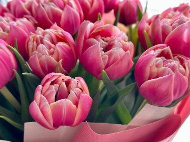 Şakayık laleler bahar tatili çiçekli pastel arka plan, en az çiçekli pankart, çiçekli natürmort hayat pembe çiçek açan çiçekler doğa çerçevesi.,