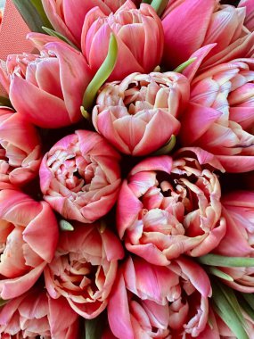 Şakayık laleler bahar tatili çiçekli pastel arka plan, en az çiçekli pankart, pembe çiçek açan çiçek dolu hayat doğa çerçevesi duvar kağıdı, üst manzara, kopyalama alanı. Yüksek kalite fotoğraf