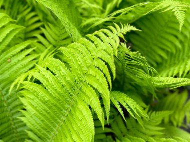 Ukrayna 'da bulunan Athyrium filix-femina türü Lady Fern' in yeşil yapraklarının yakın çekimi. Yüksek kalite fotoğraf