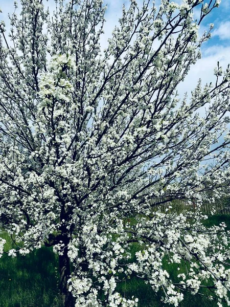 Virágzó Cseresznyevirágok Föld Napi Koncepció Öko Kertészet Gazdálkodás — Stock Fotó