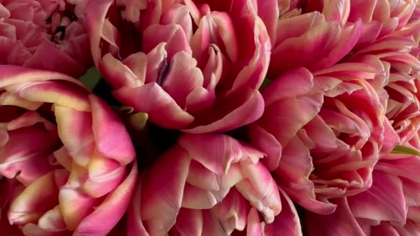 Peony Tulipany Kwiat Wiosna Wakacje Kwitnące Pastelowe Tło Minimalny Kwiecisty — Wideo stockowe