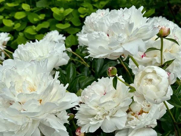 Zbliżenie Kwiatów Piwonie Białe Piękny Kwiat Piwonii Katalogu Lub Sklepu — Zdjęcie stockowe