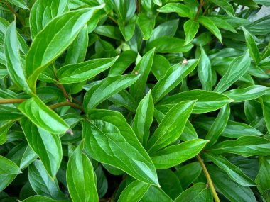 Yeşil Yapraklar arka plan duvar kağıdı. Yüksek kalite fotoğraf