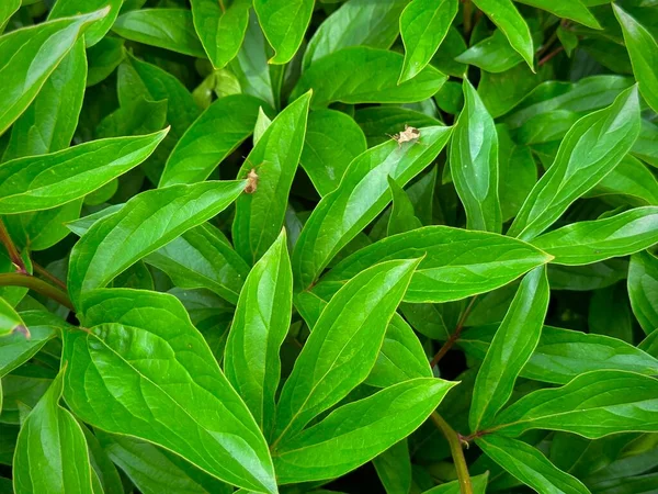 Groene Bladeren Textuur Achtergrond Behang Hoge Kwaliteit Foto — Stockfoto
