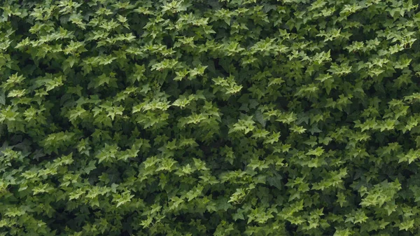 Textura Folhas Verdes Canteiro Flores Fundo — Fotografia de Stock
