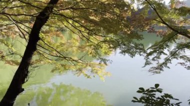 Sonbahar yapraklı ağaçlarla çevrili yeşil renkli suyu olan küçük bir Japon gölü. 2024 Nov 24, Yokohama, Japonya