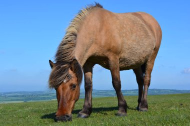 Dartmoor midillisi yazın, Dartmoor Ulusal Parkı 'ndaki Whitchurch Common' da otlanıyor, Devon, İngiltere