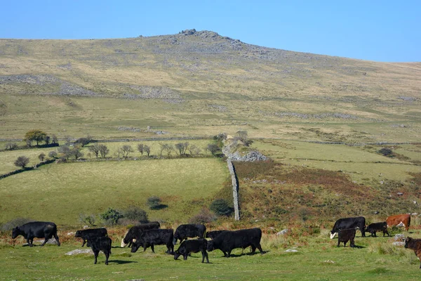 背景には象徴的な花崗岩の塔があり イングランドのデヴォン州マーライバル近くにあるダートムーアでローミングしている牛の群れ — ストック写真