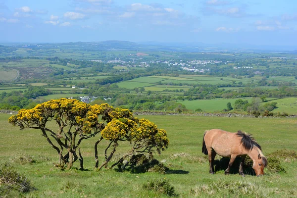Gorse Bloem Pony Grazen Whitchurch Common Dartmoor National Park Devon — Stockfoto
