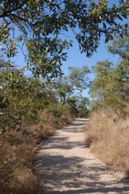 Çalılıklardan geçerek Manyetik Ada 'ya, Townsville' e Queensland 'a, Avustralya' ya doğru yürüyoruz.
