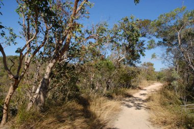 Çalılıklardan geçerek Manyetik Ada 'ya, Townsville' e Queensland 'a, Avustralya' ya doğru yürüyoruz.