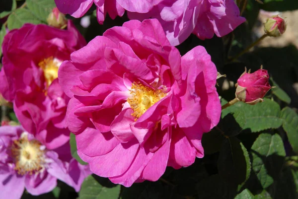 ピンクのバラ ローザ ガリカ公式アナリス フクシアピンクの花と古いバラ — ストック写真
