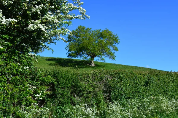 クラテガス モノギナ Crateegus Monogyna としても知られるホーソーンは イングランドのドーセット Dorset の向こうの丘の中腹に孤立した灰の木を持つハリネズミで開花します — ストック写真