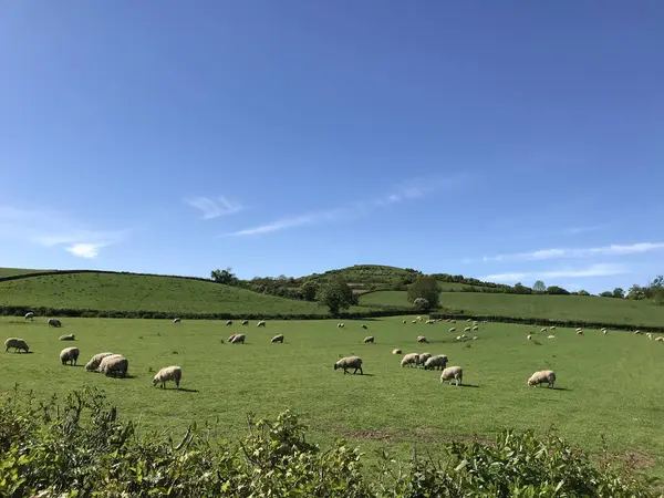 Prachtig Zomers Landschap Schapen Grazen Weelderige Groene Weilanden Somerset Engeland — Stockfoto