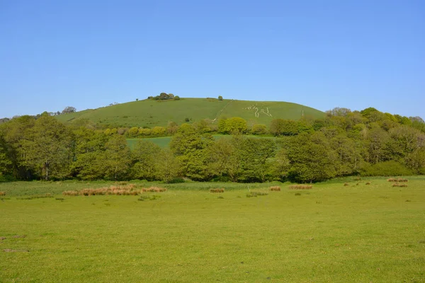 英国の夏の風景 緑豊かなフィールドを横切ってチョークにカットされた巨大な丘の図の有名なランドマークへの眺め ツェルンアッバス ドーセット イングランド — ストック写真