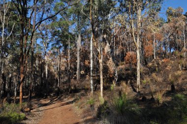 Ateş kontrolü için kontrollü bir şekilde yandıktan sonra çalılık arazide kırmızı toprak izi, Whistlepipe Gully Walk, Mundy Regional Park, Perth Hills, Batı Avustralya, Avustralya