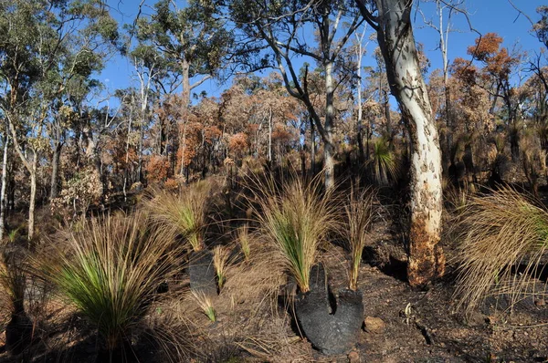Bushland after controlled burning for fire control, Whistlepipe Gully Walk, Mundy Regional Park, Perth Hills, Western Australia, Australia