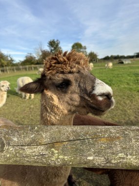 Şirin Huacaya alpaka, evcil hayvan, lama pacos