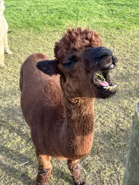 stock image Cute brown Huacaya alpaca mouth open chewing cud, domesticated animal, lama pacos