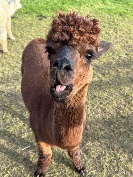 Niedliches Braunes Huacaya Alpaka Domestiziertes Tier Lama Pacos — Stockfoto