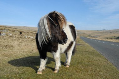 Şirin Dartmoor midillisi Dartmoor Ulusal Parkı 'nda özgürce dolaşıyor, Devon, İngiltere