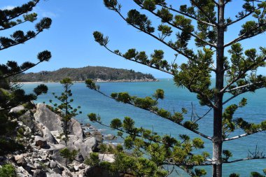 Hoop pines also know as Araucaria cunninghamii or Dorrigo pine, Magnetic Island, Queensland, Australia